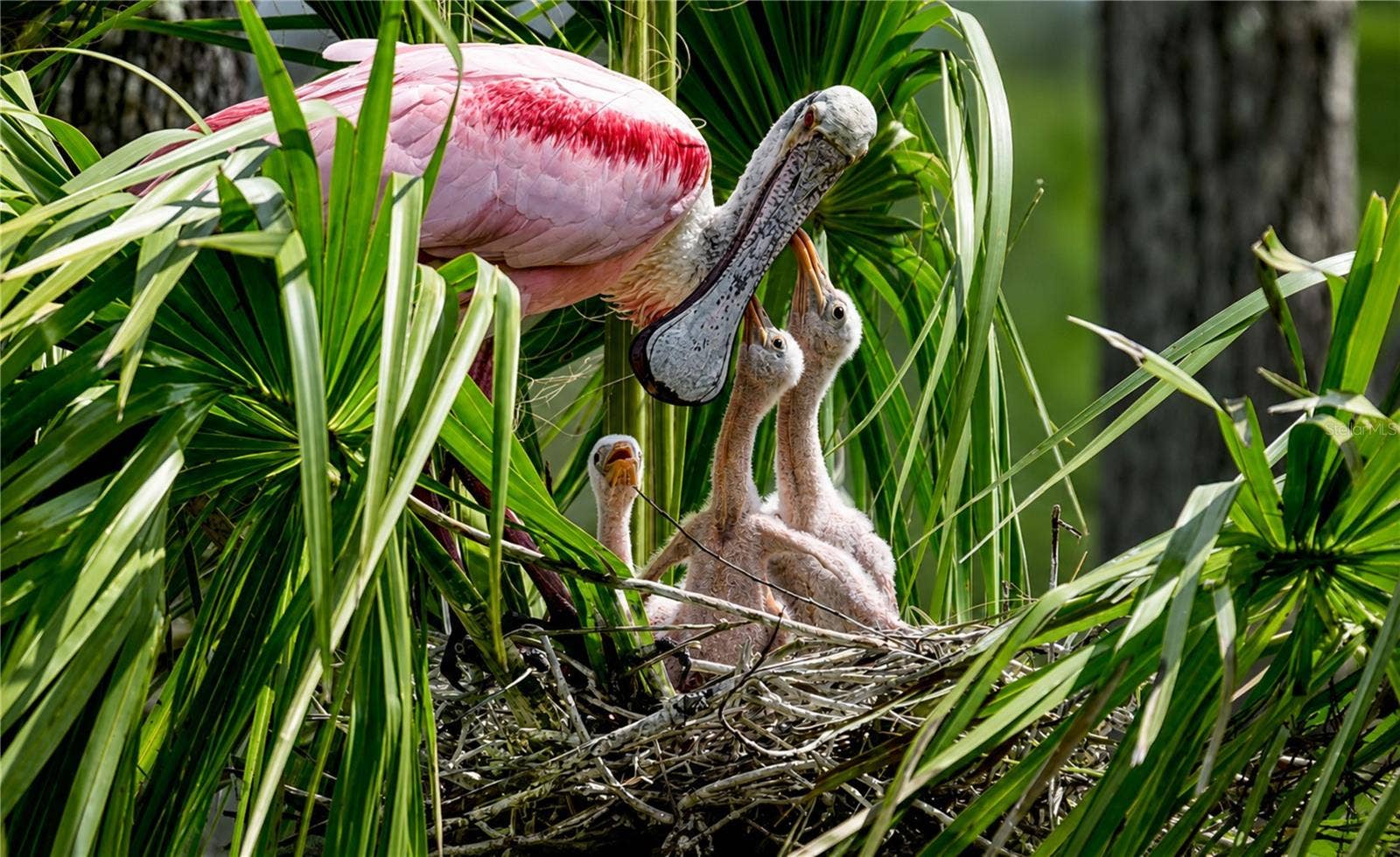 4853 INDEPENDENCE DRIVE, Bradenton, FL 34210 Mt Vernon wildlife nesting