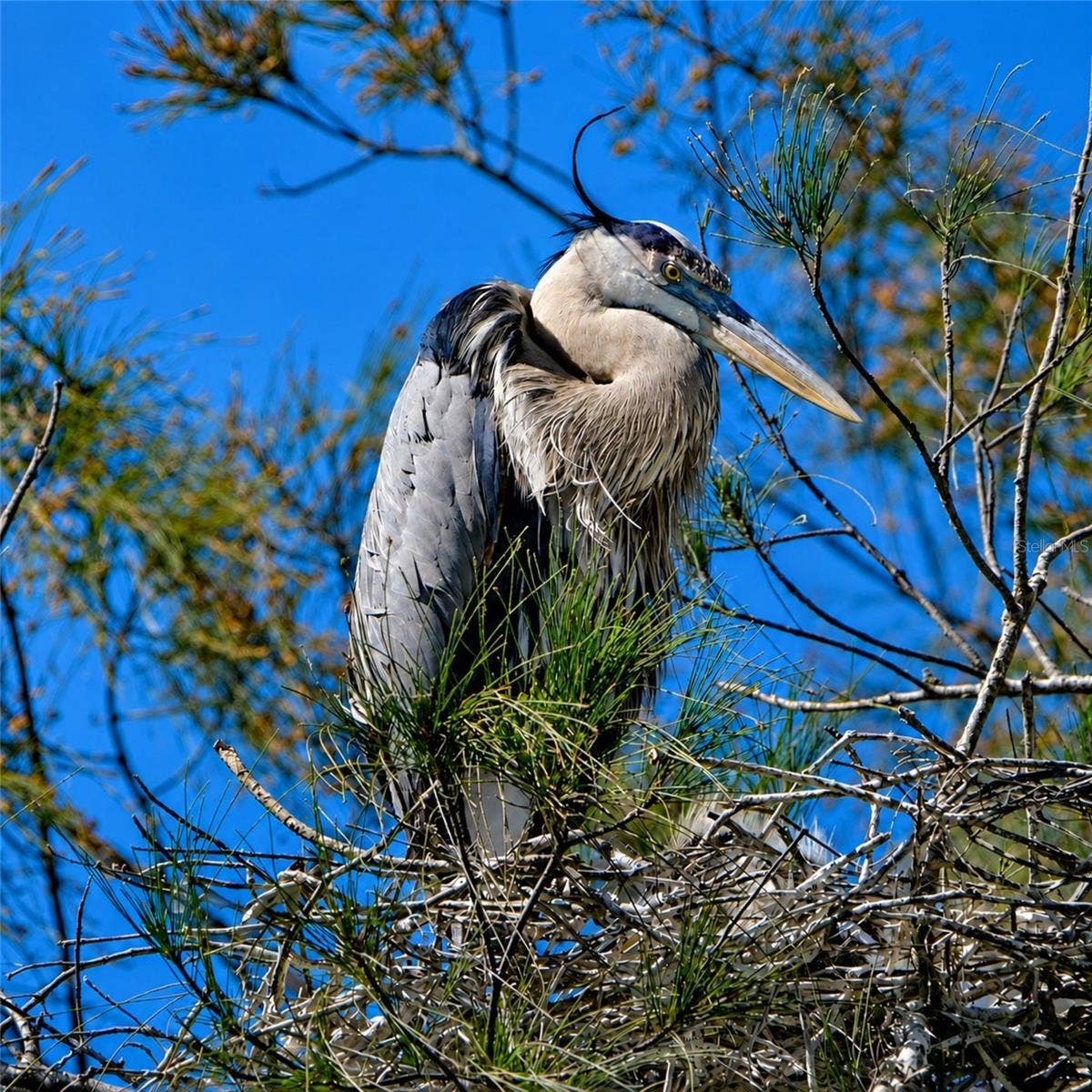 4853 INDEPENDENCE DRIVE, Bradenton, FL 34210 Mt Vernon wildlife growing up