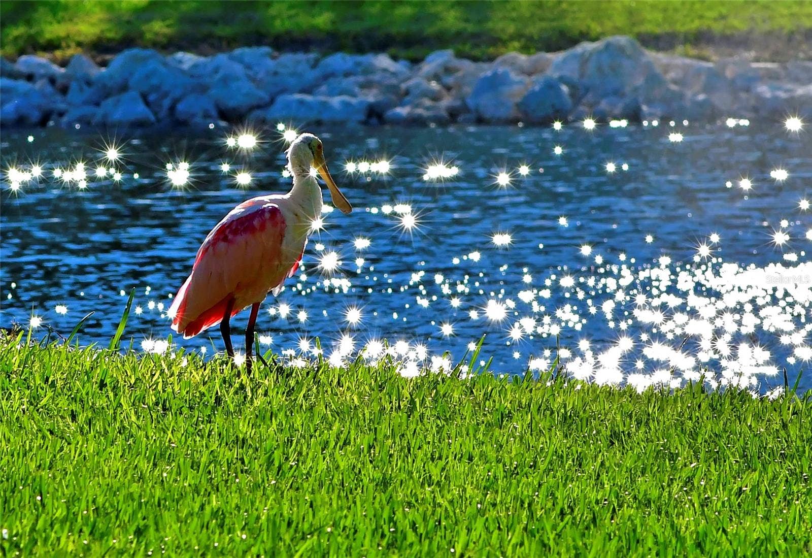 4853 INDEPENDENCE DRIVE, Bradenton, FL 34210 Mt Vernon wildlife visiting lake