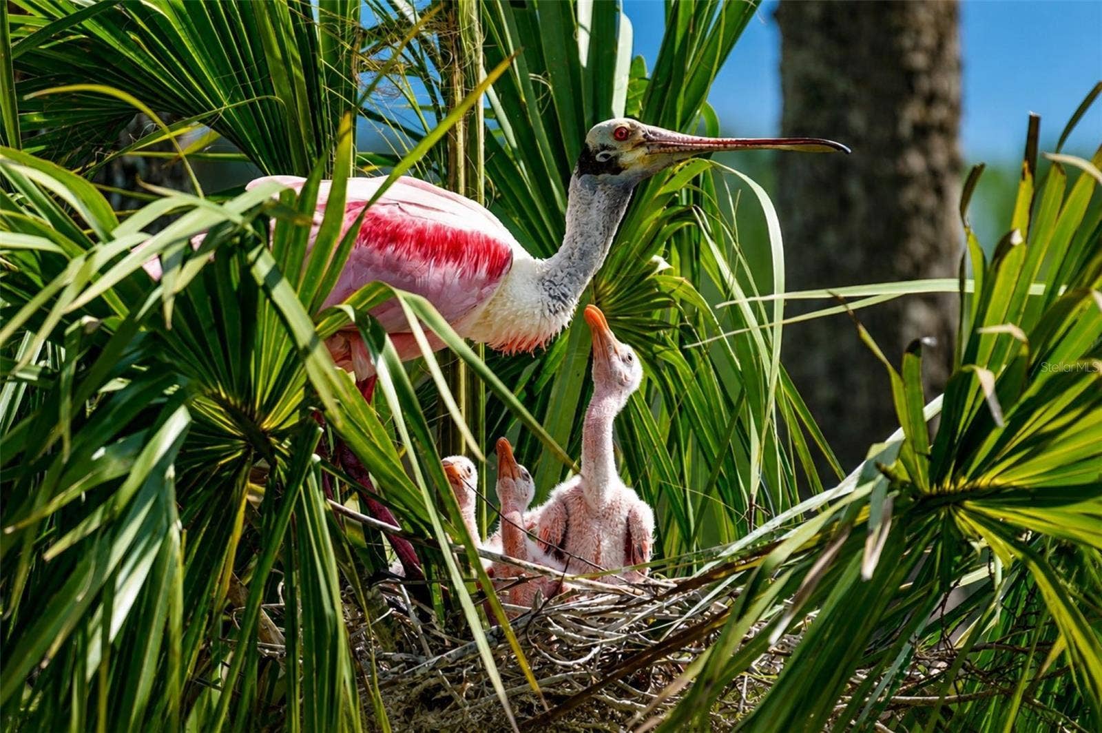 4853 INDEPENDENCE DRIVE, Bradenton, FL 34210 Mt Vernon wildlife nesting