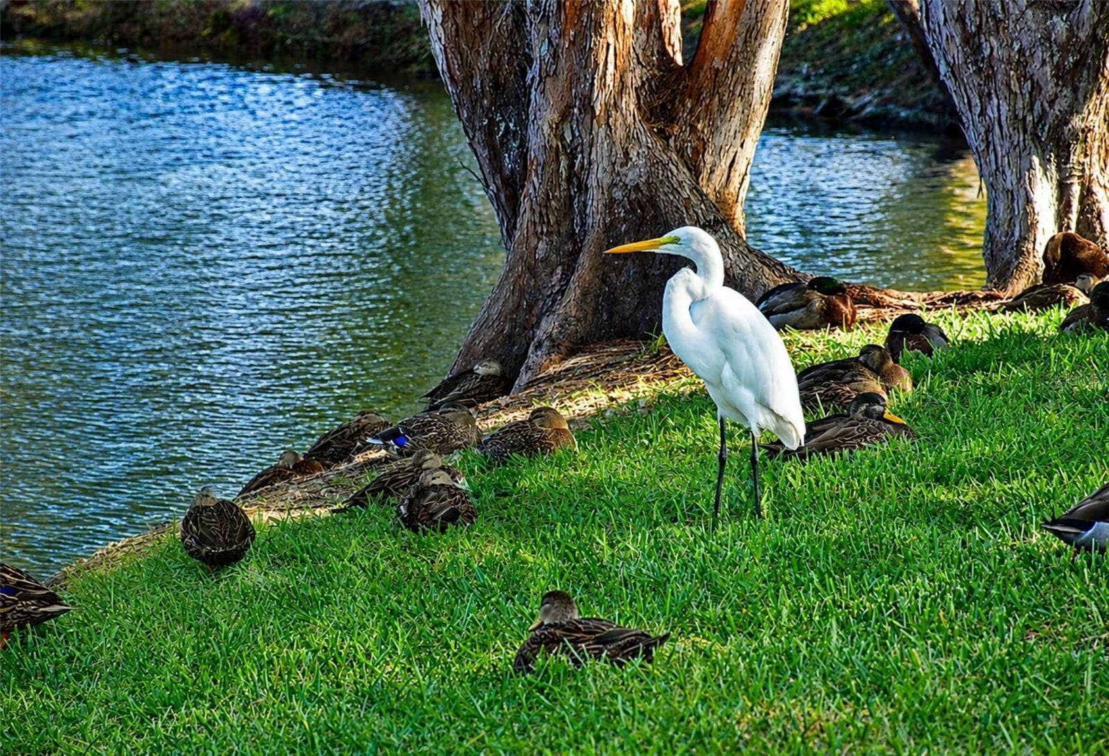 4853 INDEPENDENCE DRIVE, Bradenton, FL 34210 Mt Vernon wildlife relaxing in the shade