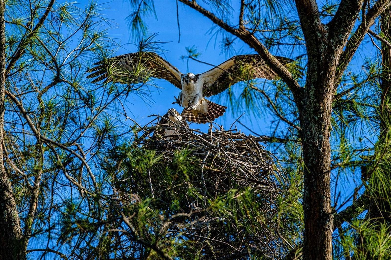 4853 INDEPENDENCE DRIVE, Bradenton, FL 34210 Mt Vernon wildlife nesting