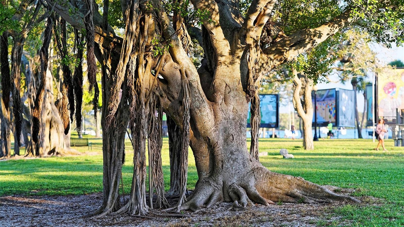 1155 N GULFSTREAM AVENUE, #207, Sarasota, FL 34236 A magnificent Florida banyan tree, showcasing its sprawling canopy, sculptural branches, and lush tropical greenerya timeless symbol of Floridas natural beauty and charm.