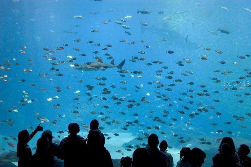 6256 DONNINGTON COURT, Sarasota, FL 34238 New Mote Marine research aquarium.