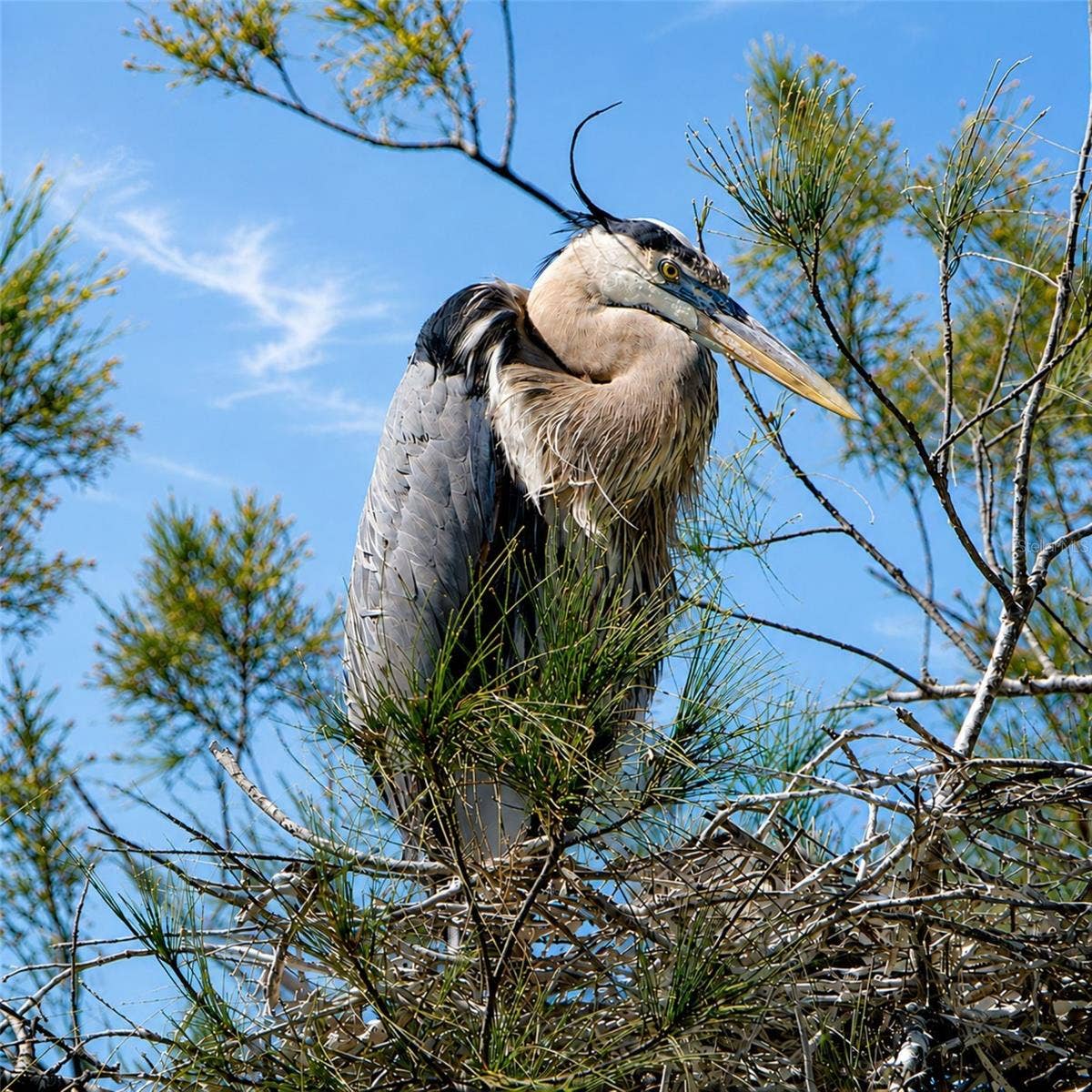 Mt Vernon wildlife