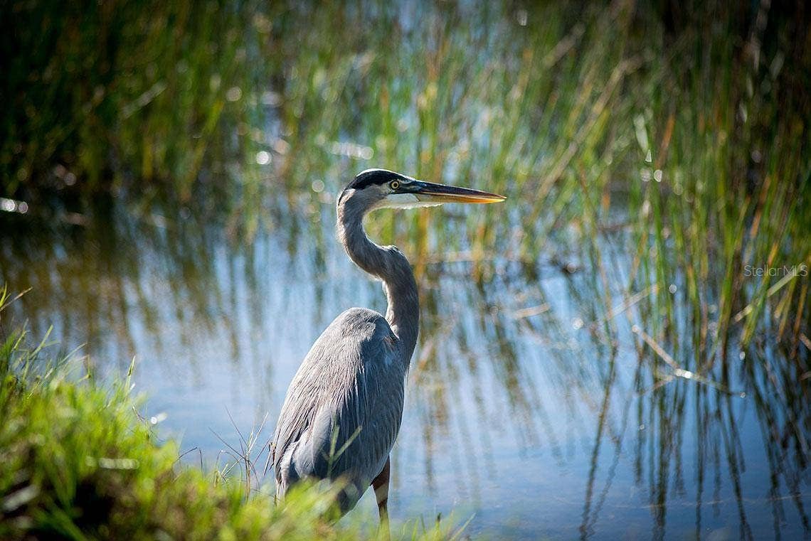 9616 TURNING LEAF TERRACE, Bradenton, FL 34212 Wildlife Galore
