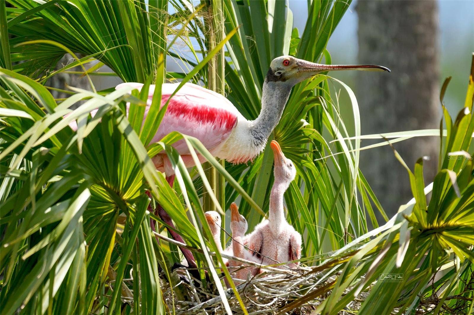 4605 LEXINGTON CIRCLE, Bradenton, FL 34210 Mt Vernon wildlife