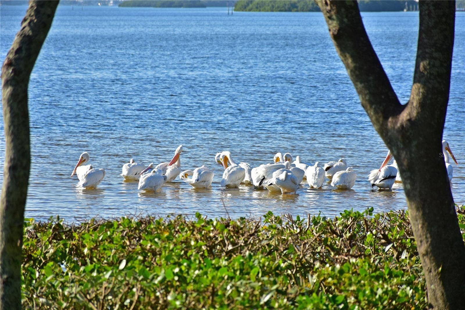 4605 LEXINGTON CIRCLE, Bradenton, FL 34210 Mt Vernon white pelicans