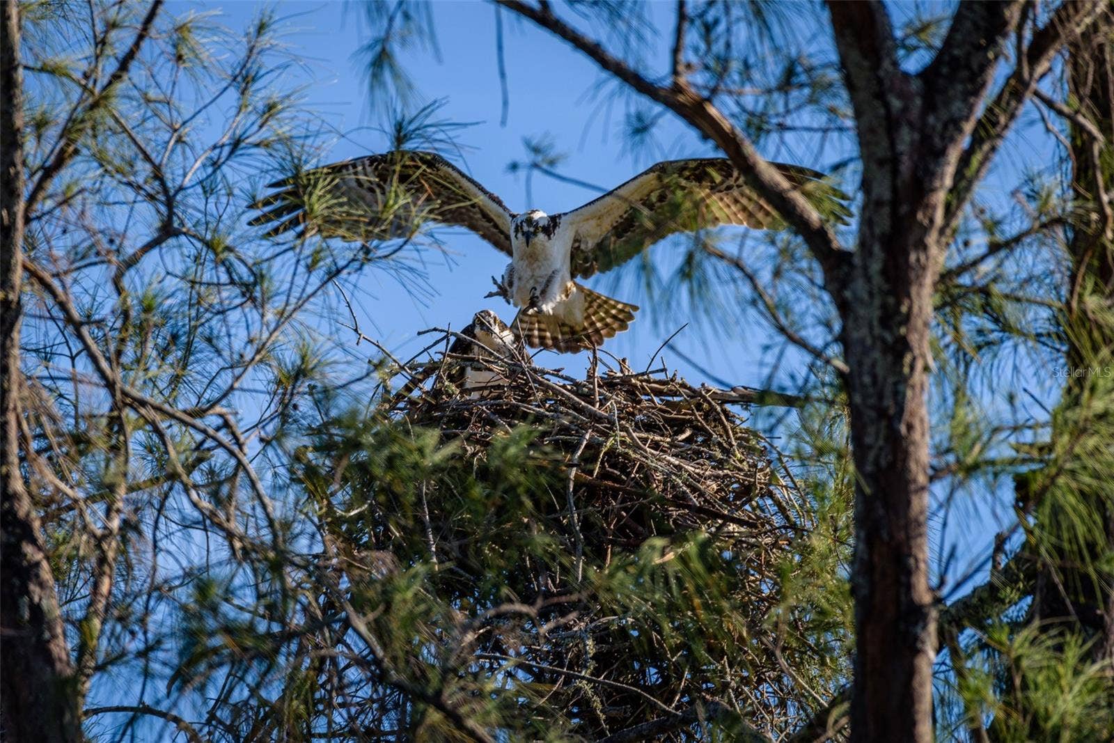 4605 LEXINGTON CIRCLE, Bradenton, FL 34210 Mt Vernon wildlife