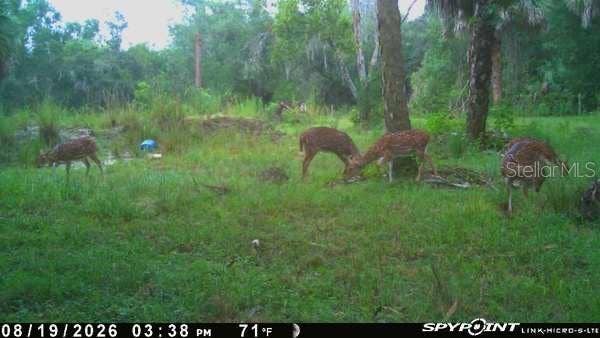 8538 SW OPOSSUM TRL, Arcadia, FL 34266