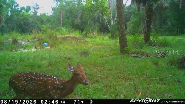 8538 SW OPOSSUM TRL, Arcadia, FL 34266