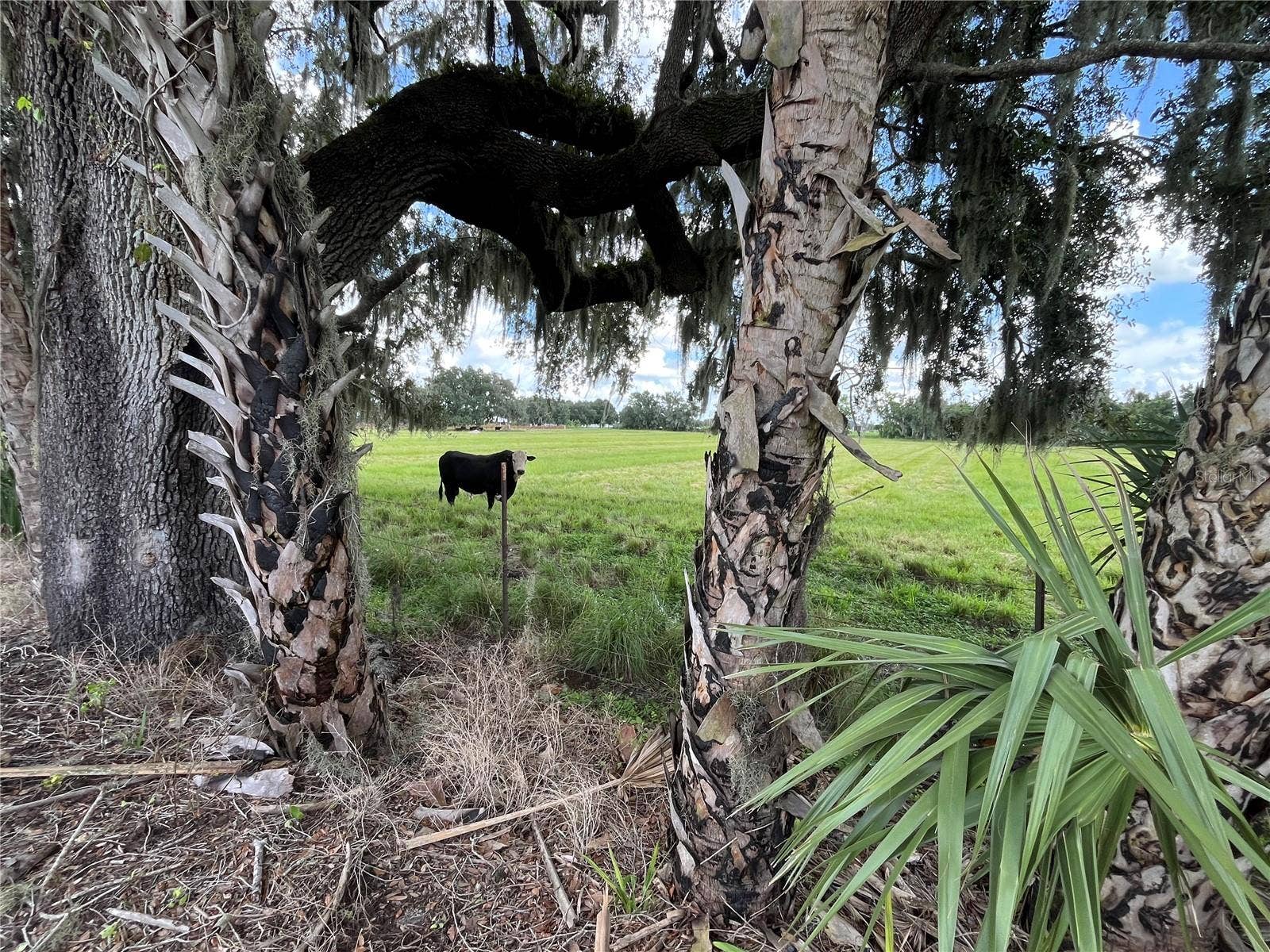 JOHNS ROAD, Wauchula, FL 33873 JOHNS ROAD, Wauchula, FL 33873