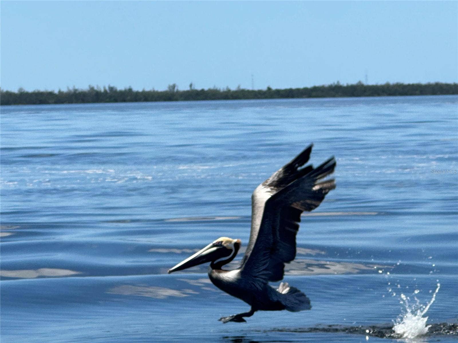 5242 FORBES TERRACE, Port Charlotte, FL 33981 Pelican - Myakka River