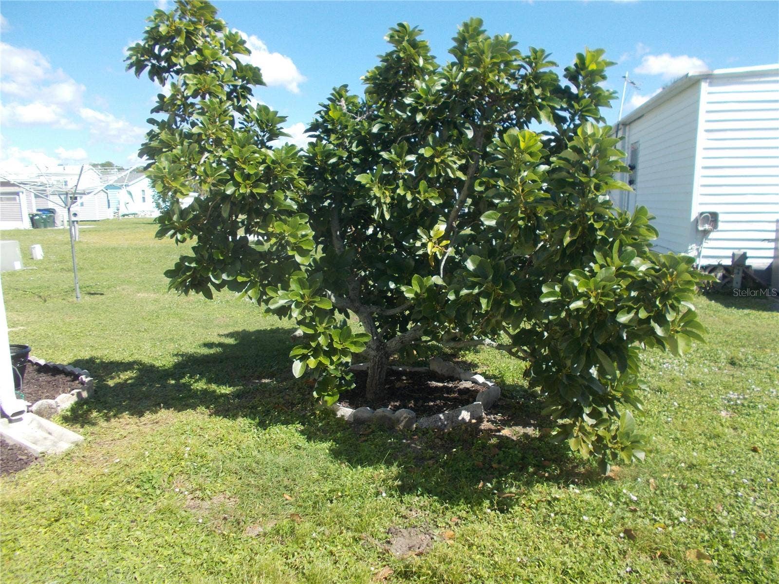 Yard