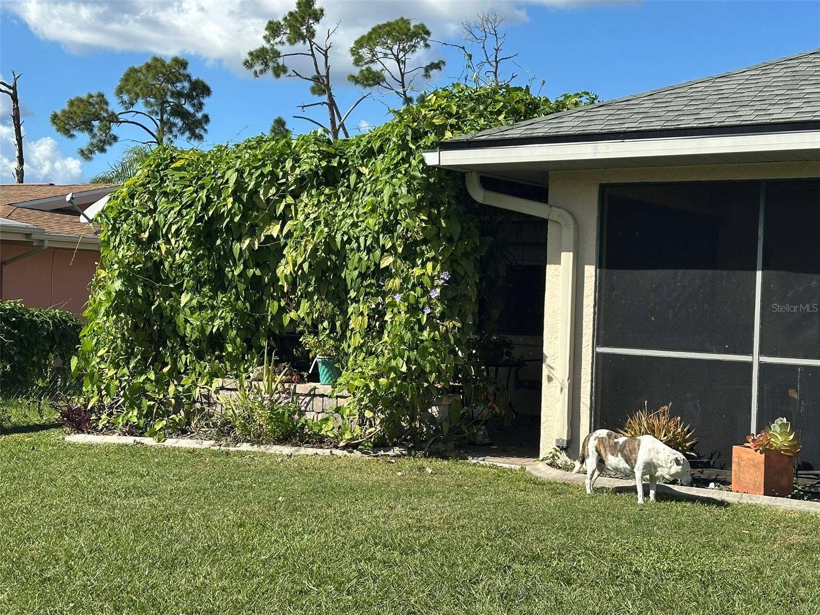 Pergola covered with Blue Sky vines