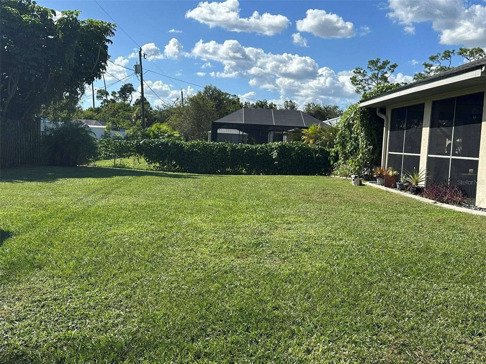 Chain link fence on right side of house covered with Blue Sky vines