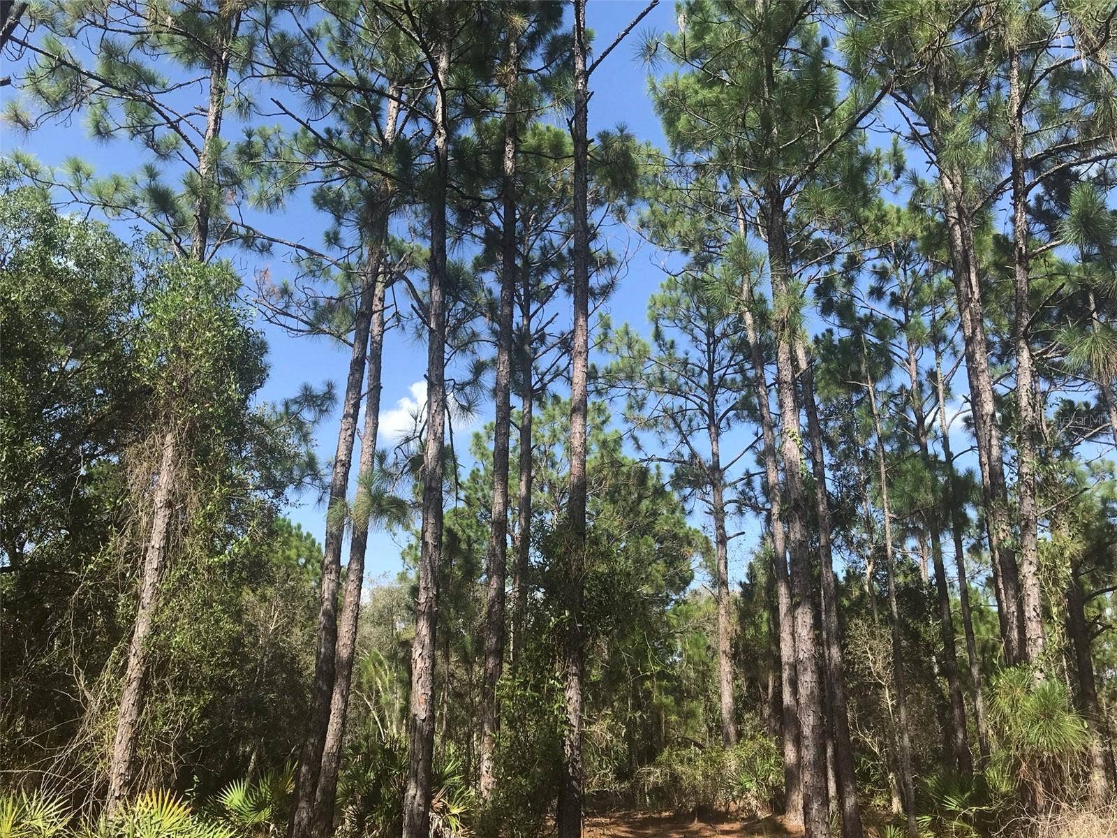 48091 BERMONT ROAD, Punta Gorda, FL 33982 Pines to the right on north end of property.