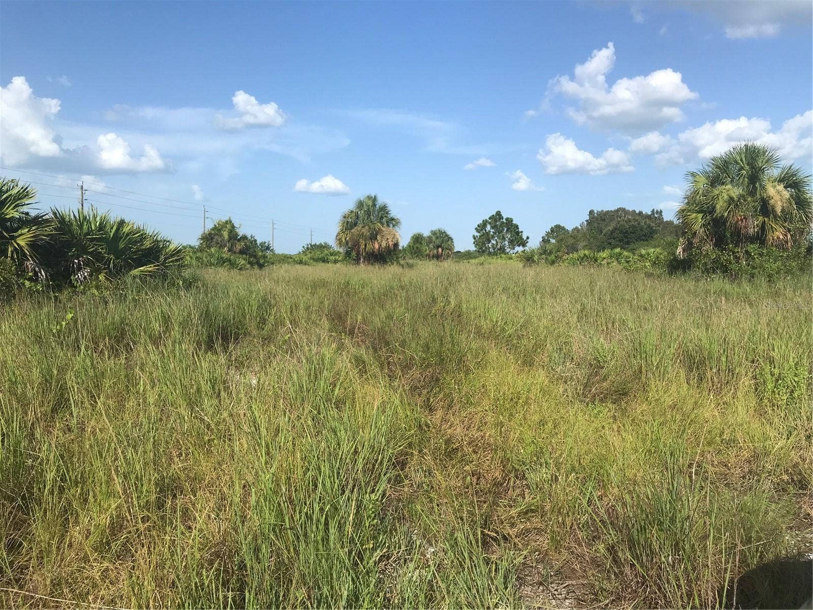48091 BERMONT ROAD, Punta Gorda, FL 33982 Grass lands on north end of 70 acres.