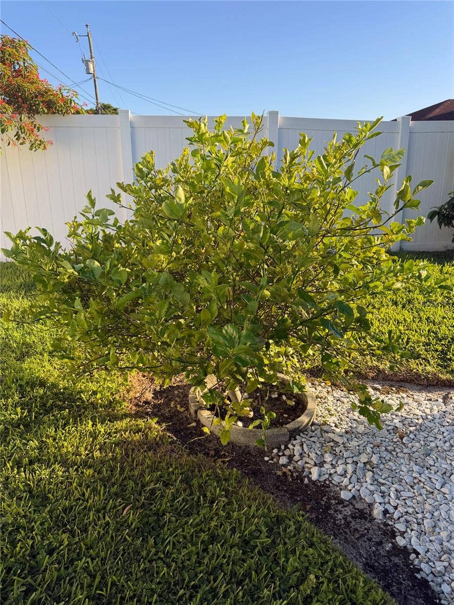 1943 SE 8TH PLACE, Cape Coral, FL 33990 1943 SE 8TH PLACE, Cape Coral, FL 33990