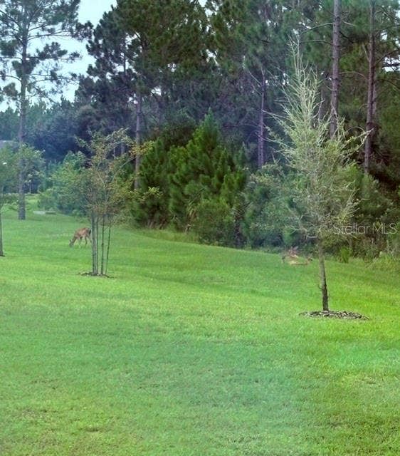 3 NEWHAVEN LANE, Ormond Beach, FL 32174 Deer relaxing in the backyard.
