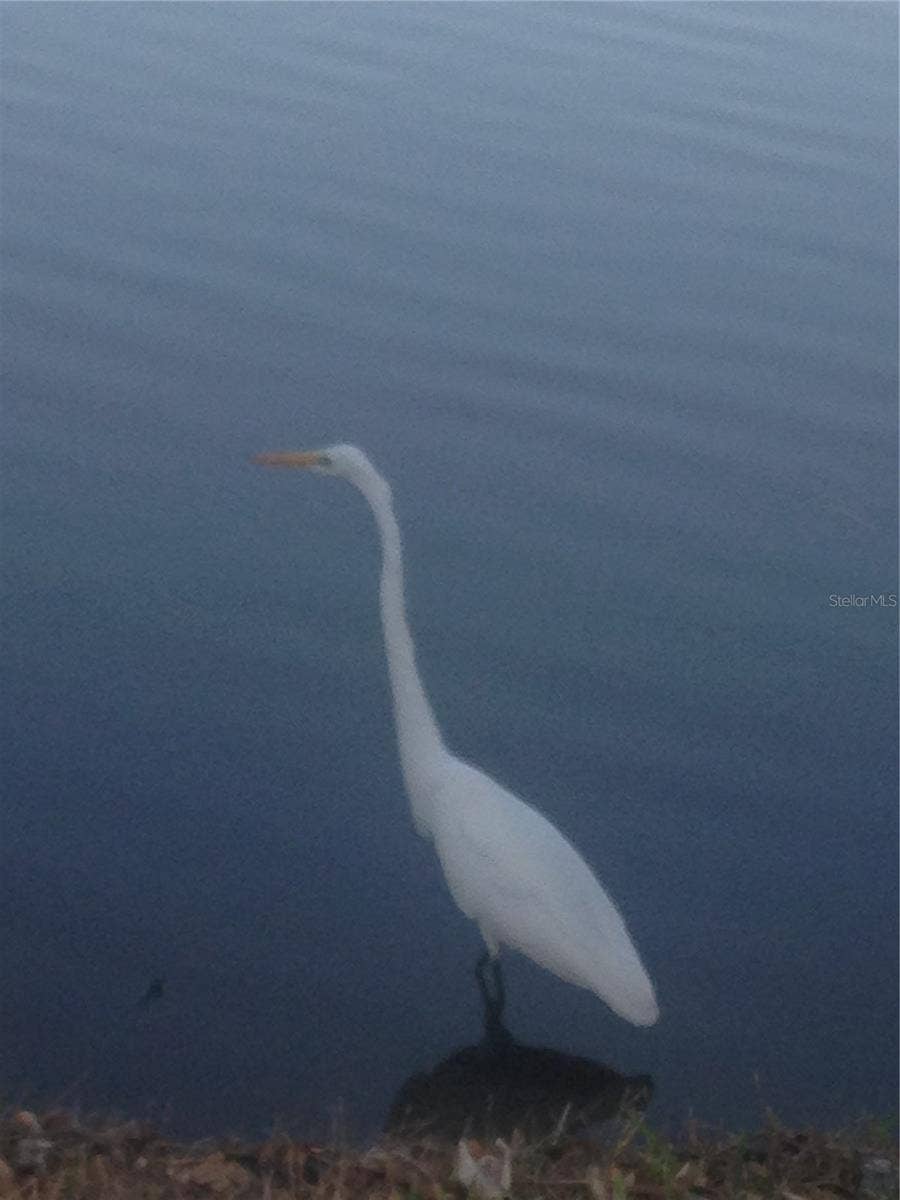 50 MEDFORD DRIVE, Palm Coast, FL 32137 Nature visiting