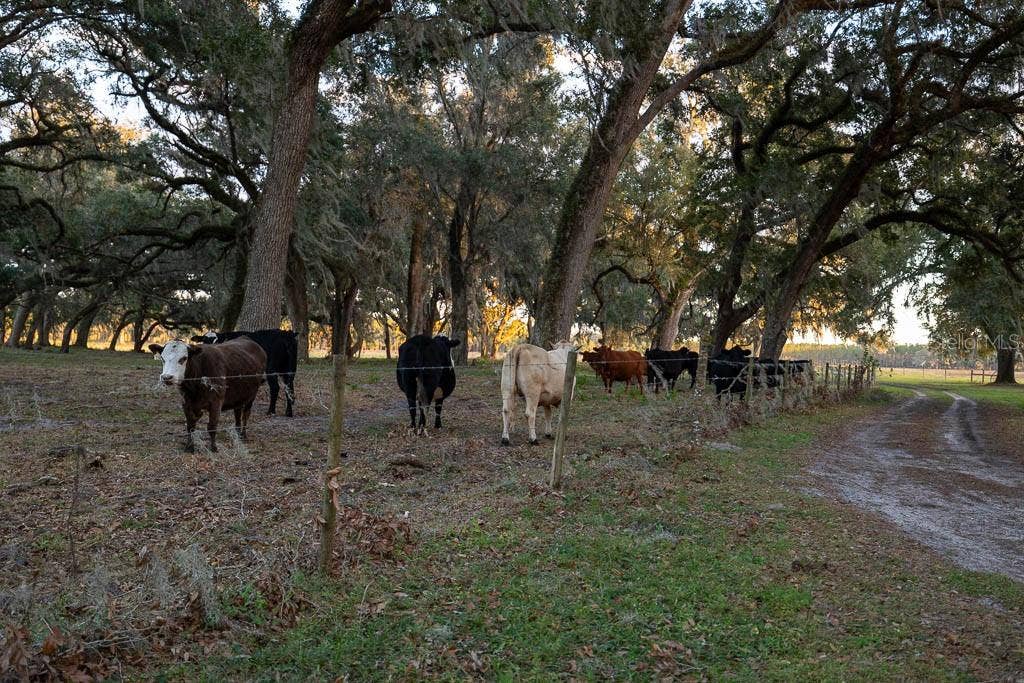 993 CR 722, Webster, FL 33597 993 CR 722, Webster, FL 33597