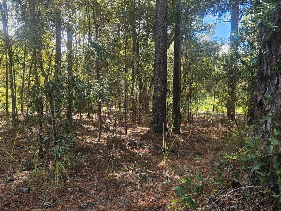 Property photo for 13099 SW 92ND PLACE, Dunnellon, FL