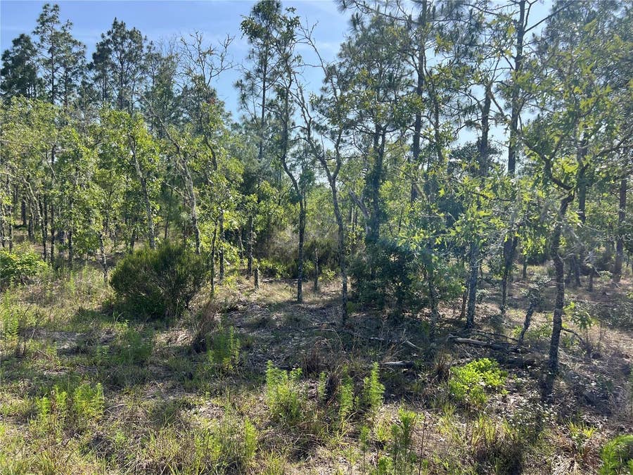 Property photo for NE 151ST AVENUE, Williston, FL