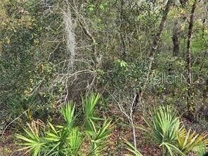 Property photo for CR 245D, Oxford, FL