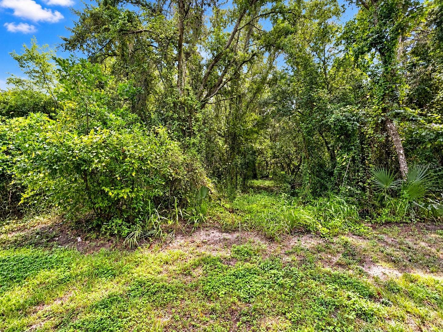 26714 BLOOMFIELD AVENUE, Yalaha, FL 34797 2.8 Acres