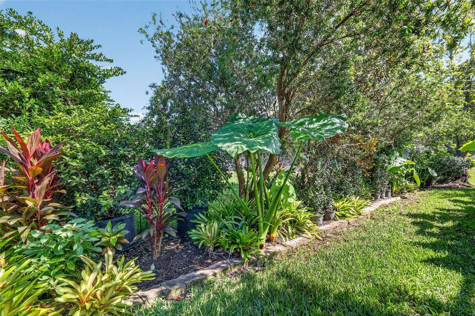 6121 HUNTERS RIDGE AVENUE, Leesburg, FL 34748 Tropical PRIVACY Landscaping!