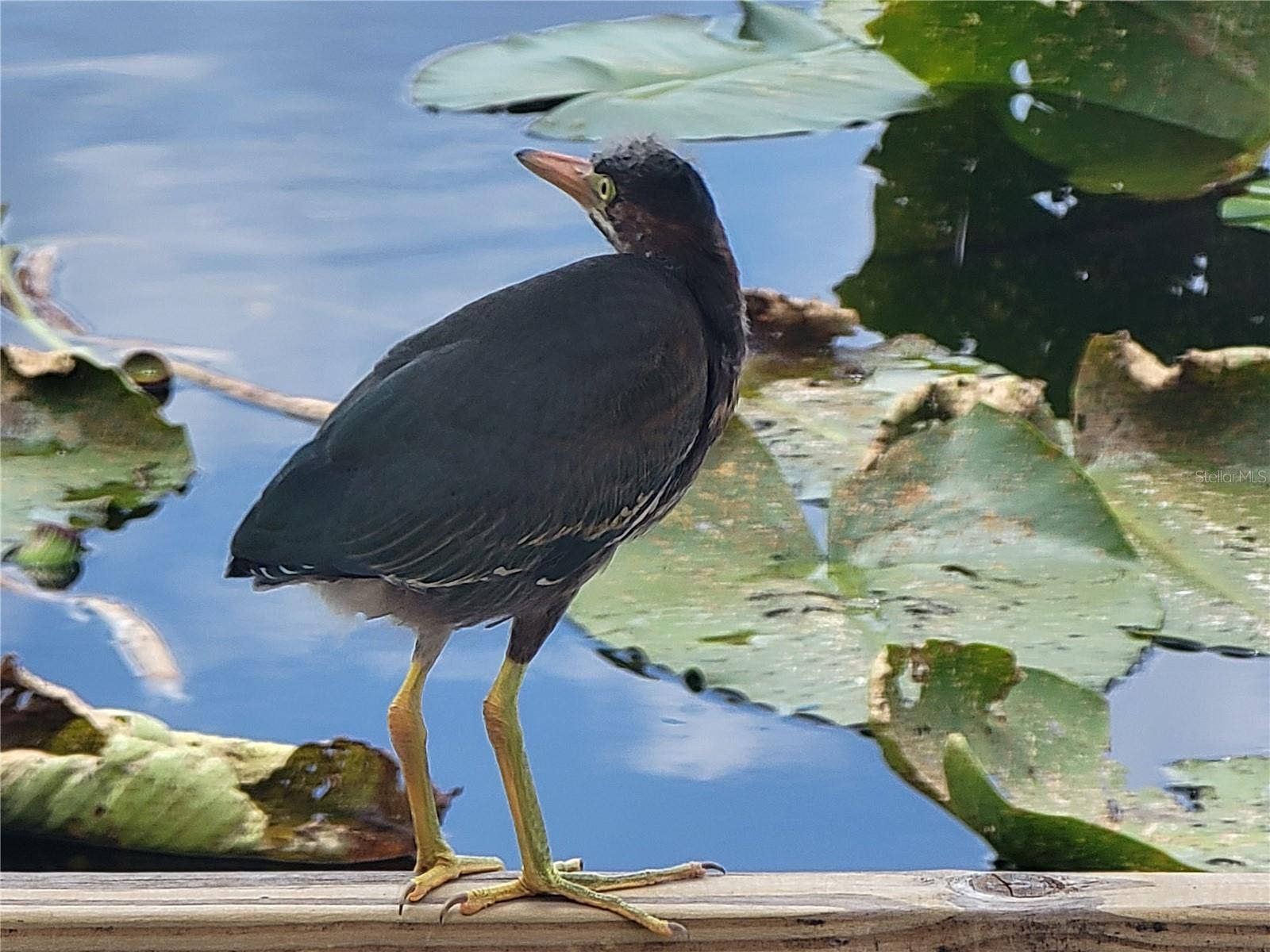 Wildlife