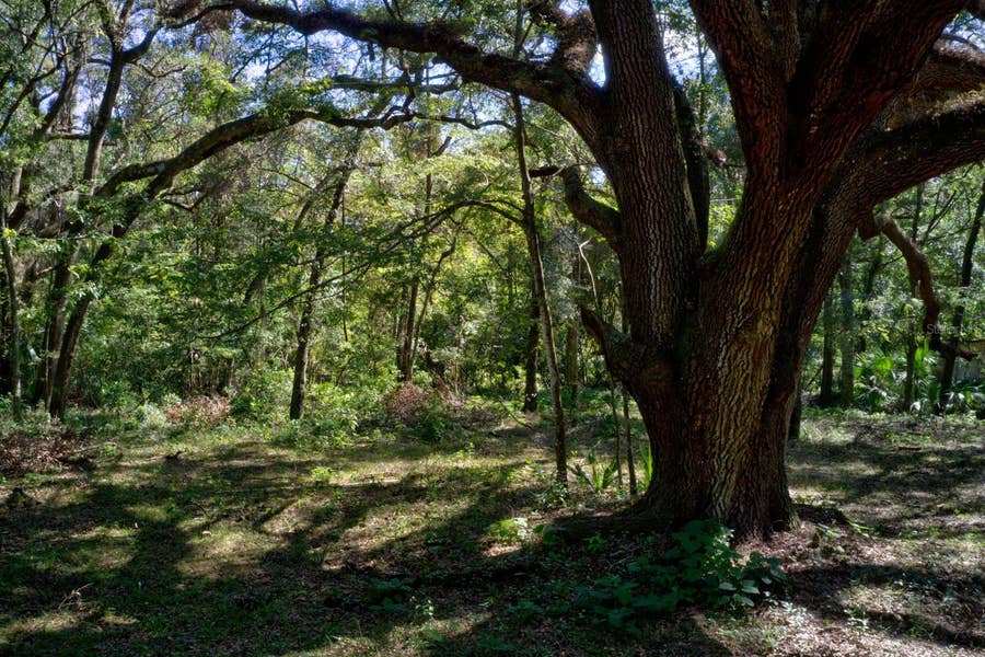 Property photo for 5005 SW 63RD BOULEVARD, Gainesville, FL