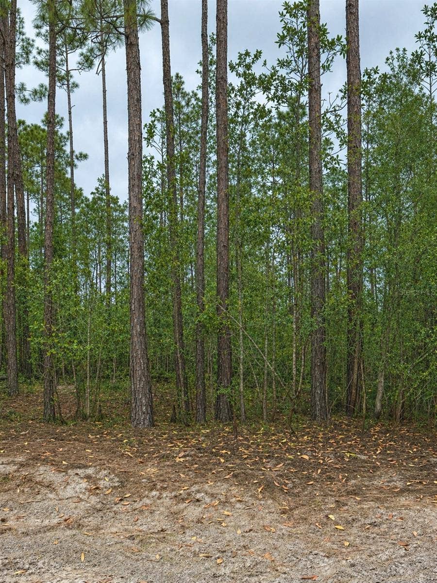 Property photo for TBD NW 2ND AVENUE, Palatka, FL
