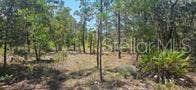 Property photo for 000 NE 67 STREET, Bronson, FL