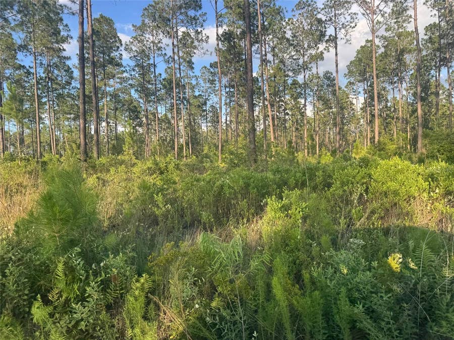 Property photo for TBD NW CR 235, Lake Butler, FL
