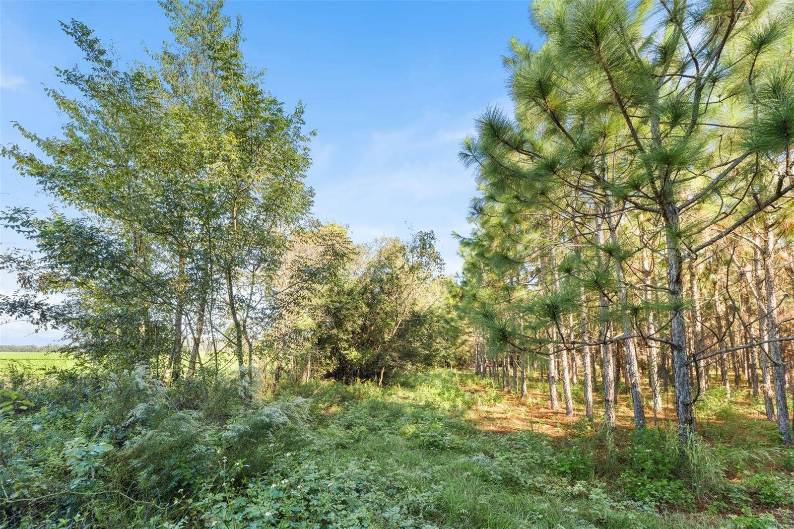 High Springs, FL 32643 High Springs, FL 32643