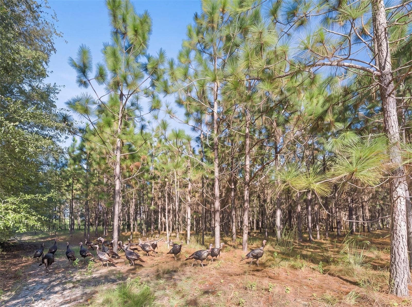 High Springs, FL 32643 High Springs, FL 32643