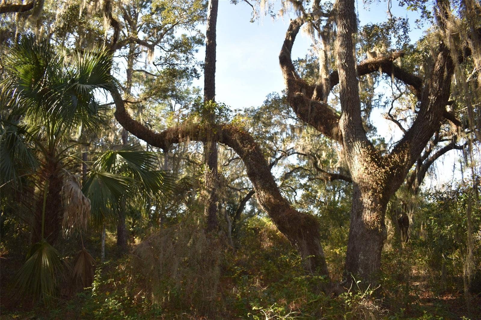 13800 COUNTY ROAD 450, Umatilla, FL 32784 13800 COUNTY ROAD 450, Umatilla, FL 32784