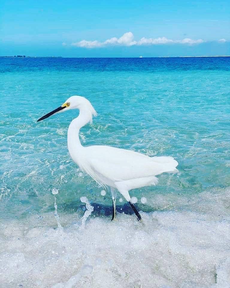Beach bird
