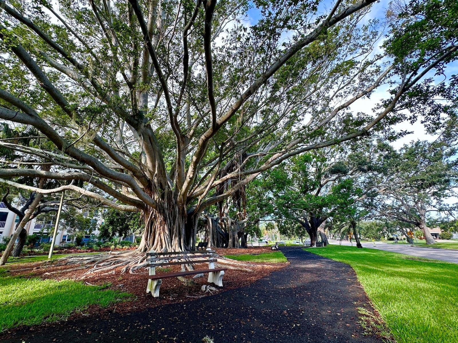 512 W VENICE AVENUE, #607, Venice, FL 34285 Beautiful Banyan trees along W Venice Ave across the street