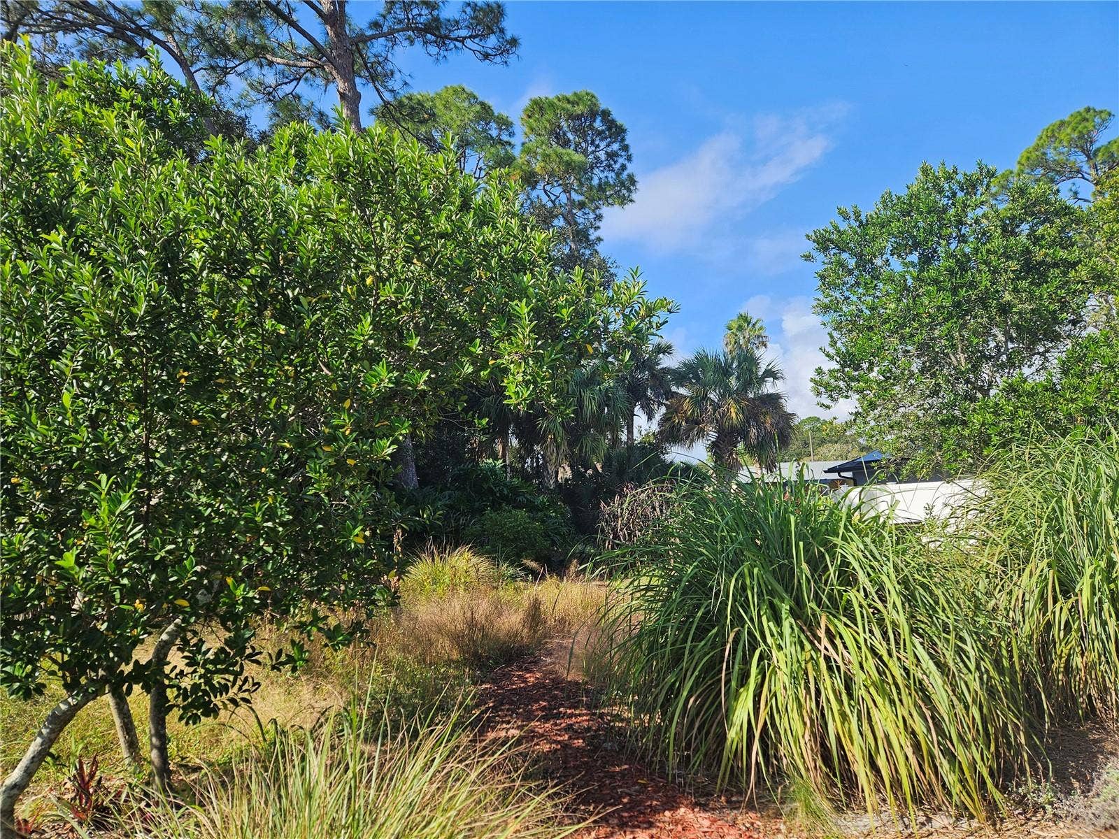 PINE TREE DRIVE, Edgewater, FL 32141 Lokking West