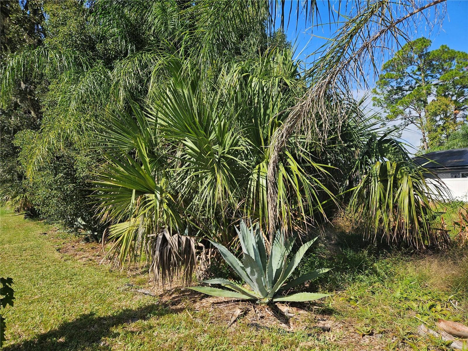 PINE TREE DRIVE, Edgewater, FL 32141 Agave