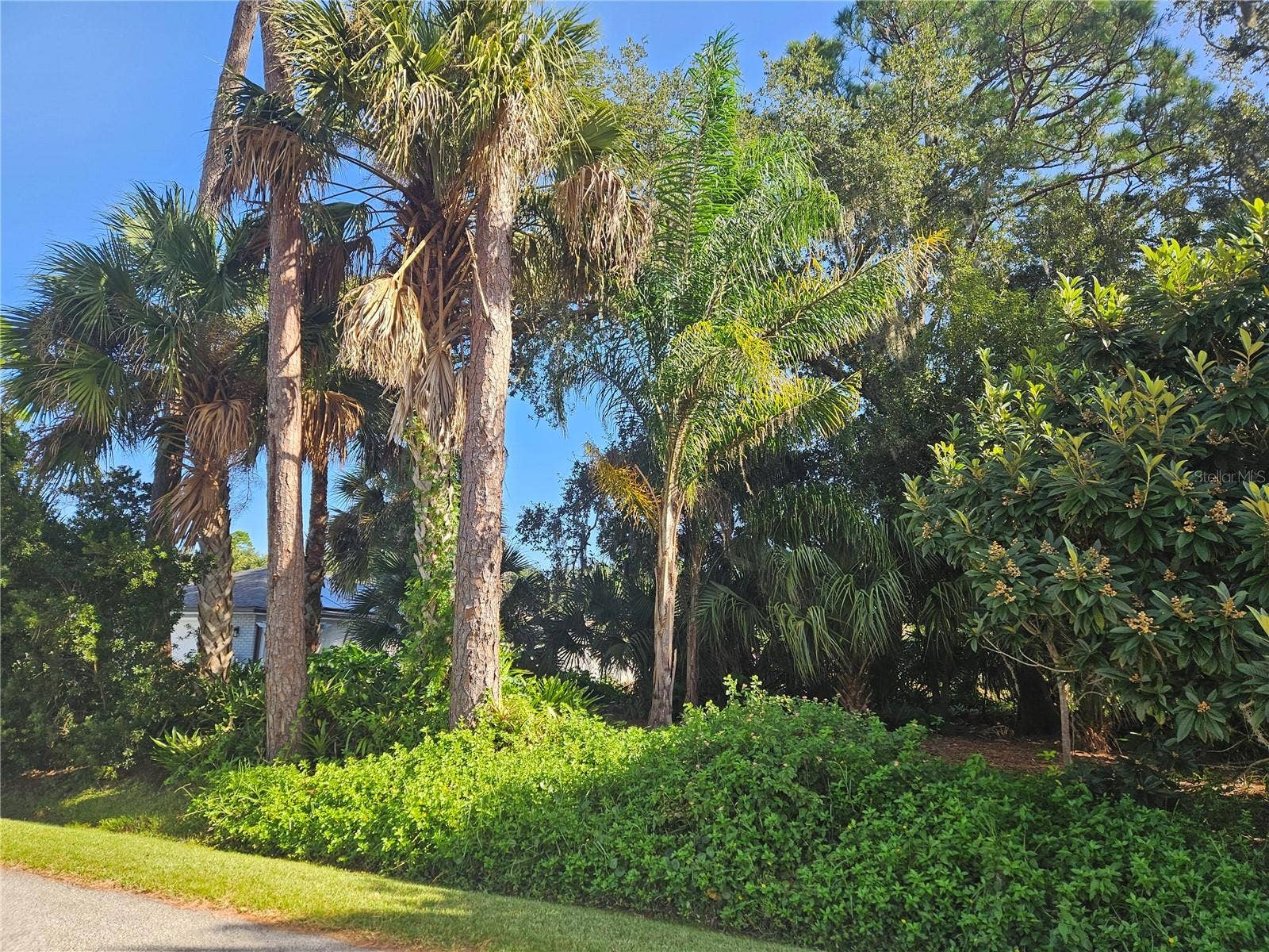 PINE TREE DRIVE, Edgewater, FL 32141 Pine Tree Lot - looking NE