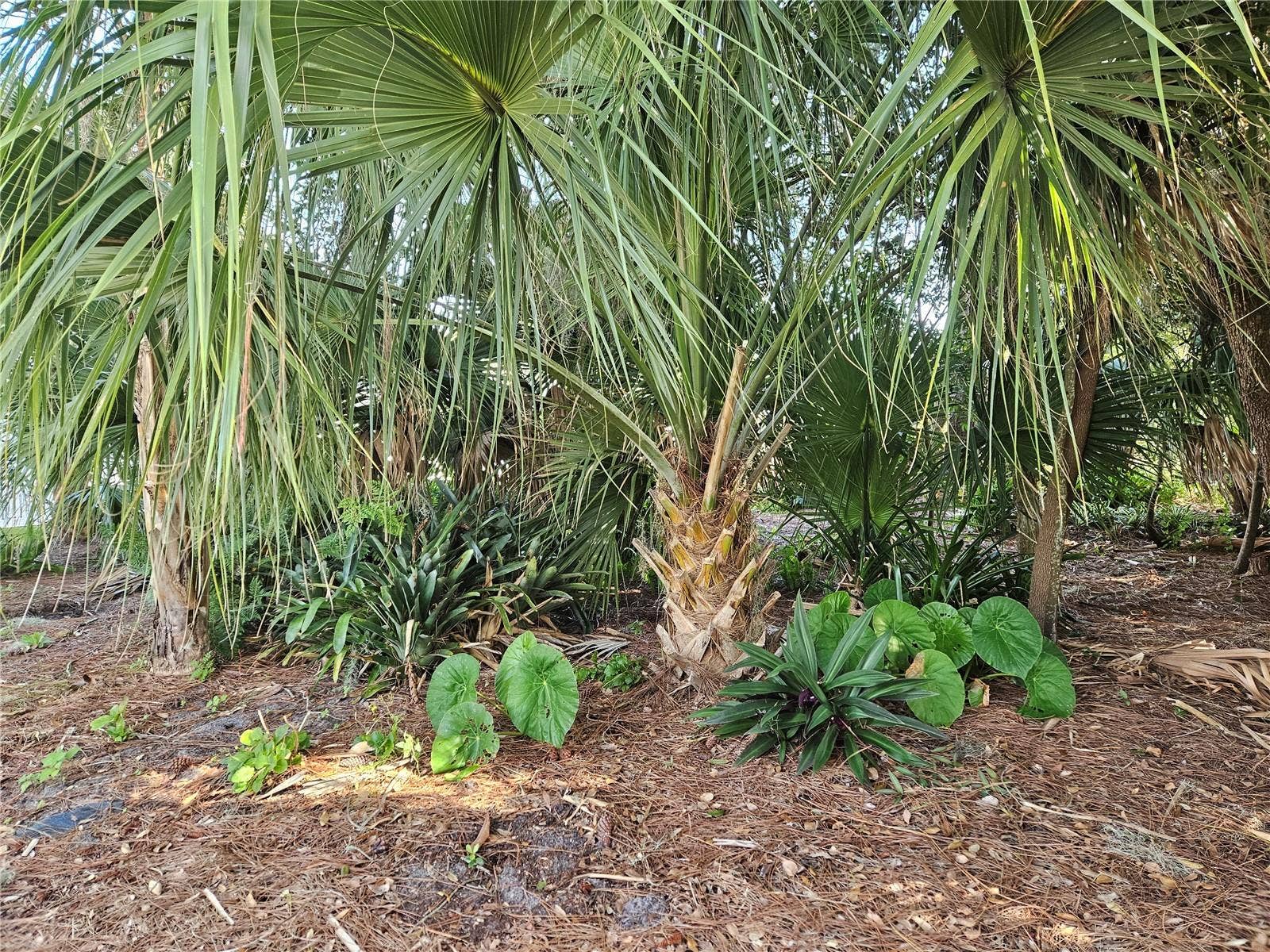 PINE TREE DRIVE, Edgewater, FL 32141 Elephant Ears & Philodendrons