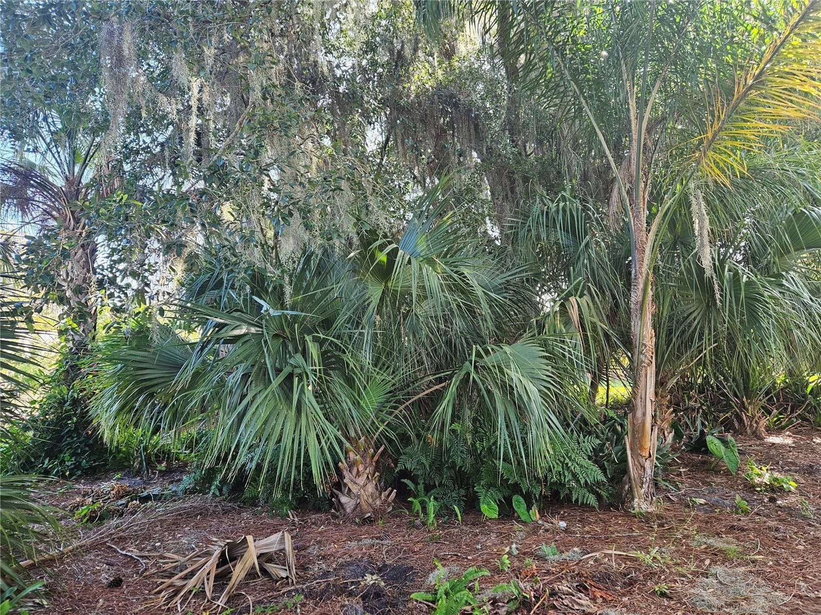 PINE TREE DRIVE, Edgewater, FL 32141 Multiple Palm Varieties