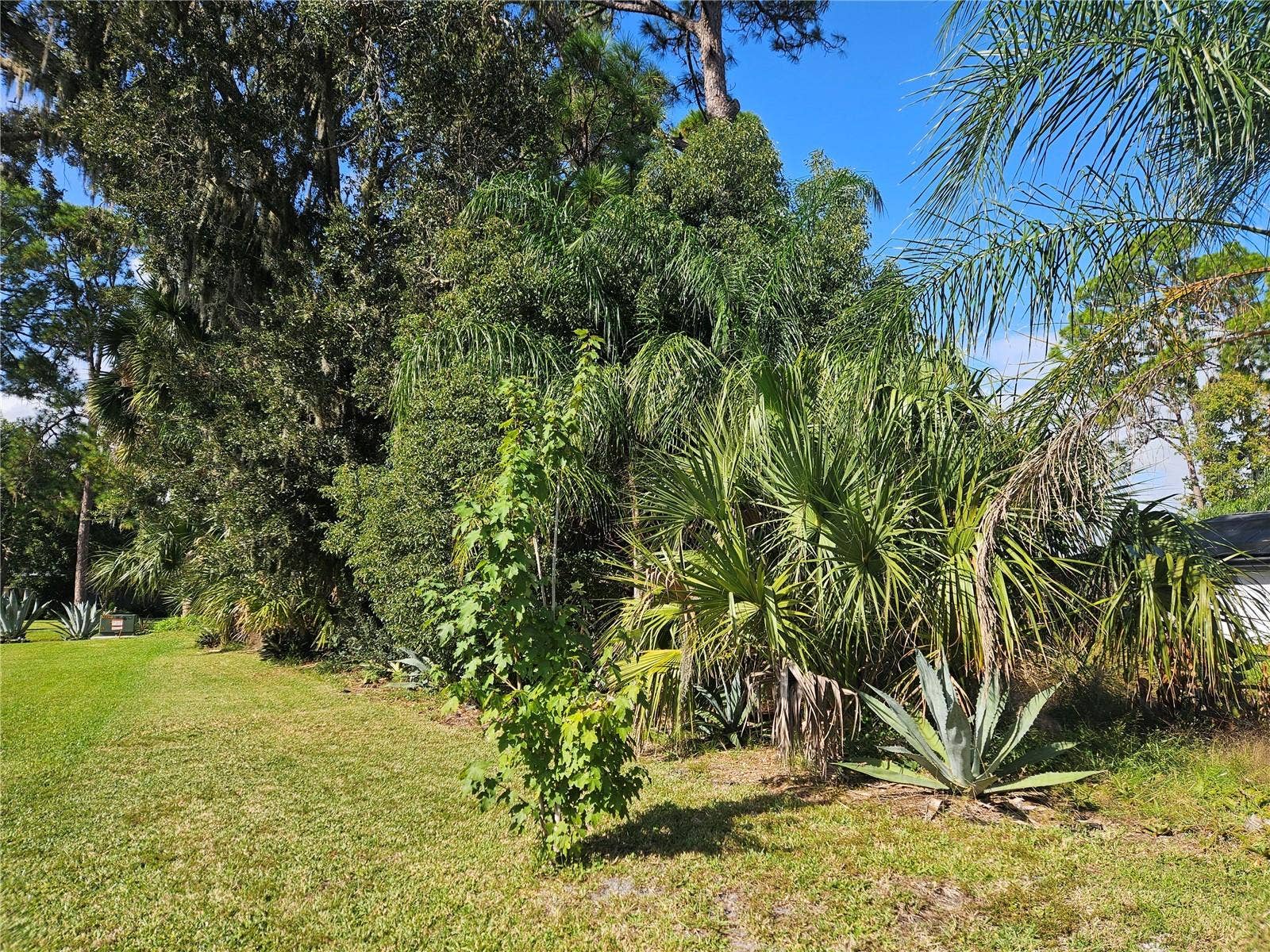 PINE TREE DRIVE, Edgewater, FL 32141 Maple Tree