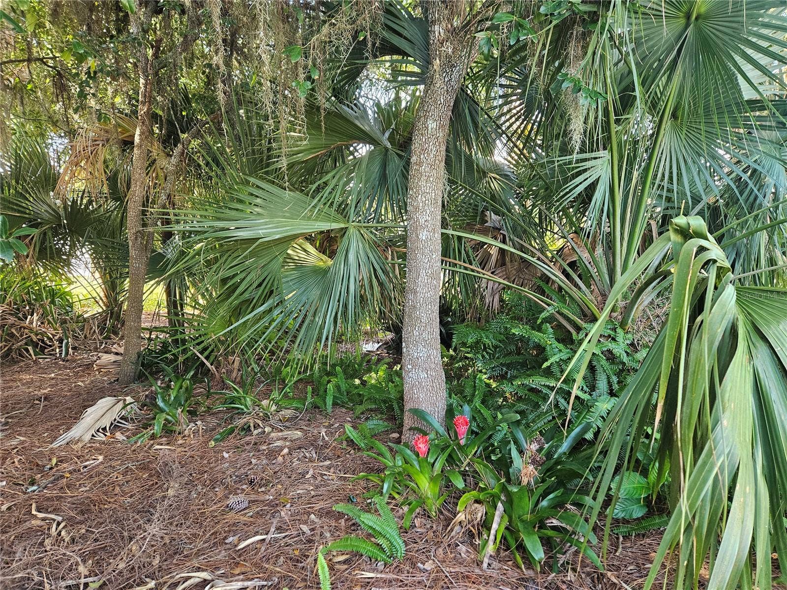PINE TREE DRIVE, Edgewater, FL 32141 Blooming Bromeliads
