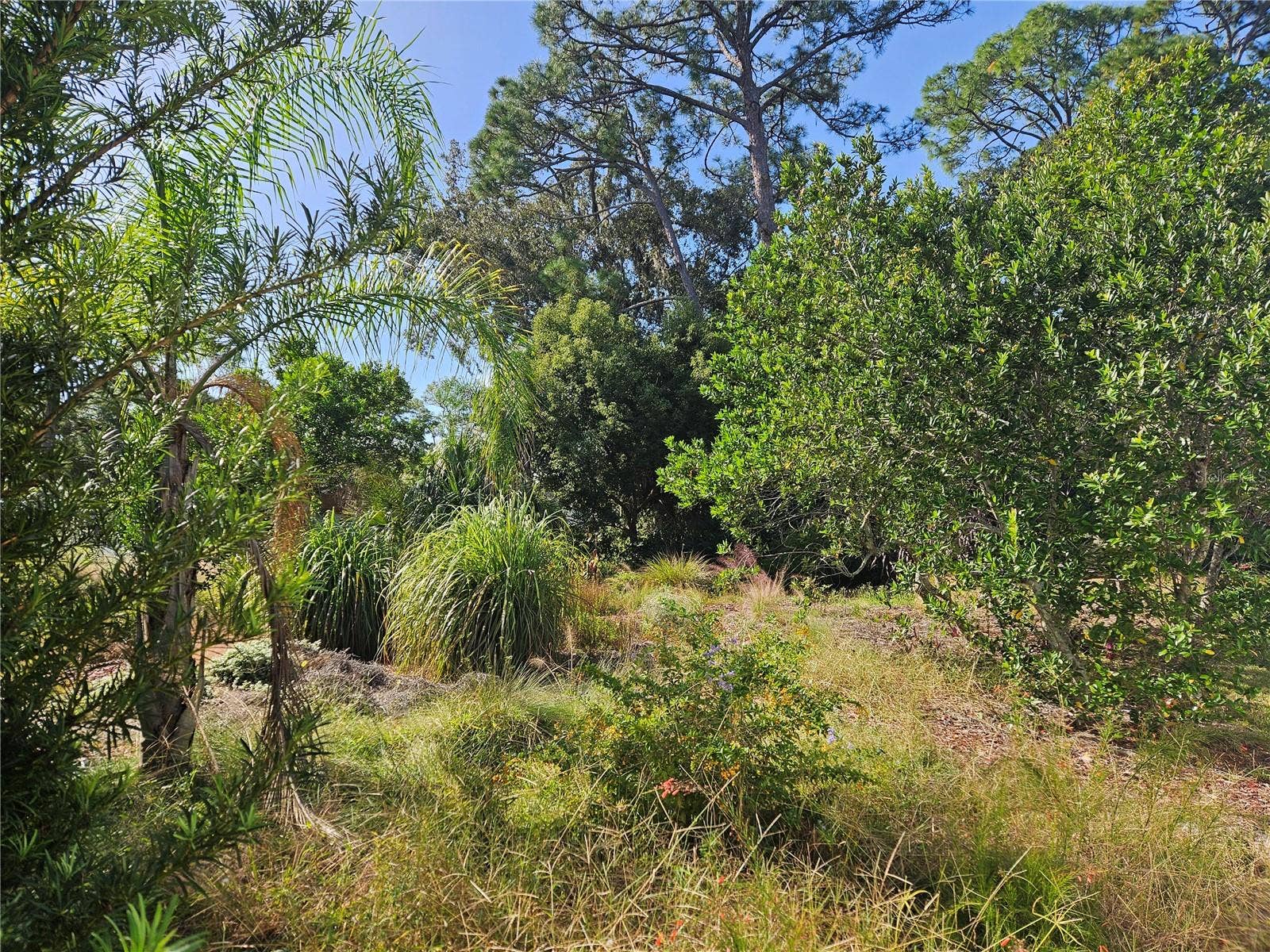 PINE TREE DRIVE, Edgewater, FL 32141 Queen Palm