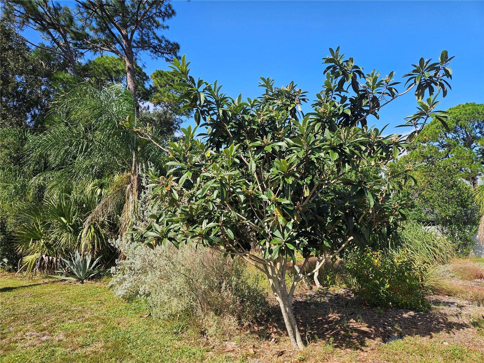 PINE TREE DRIVE, Edgewater, FL 32141 Loquat